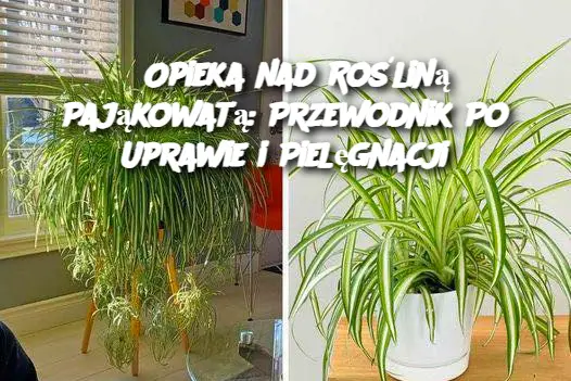 Opieka nad Rośliną Pająkowatą: Przewodnik Po Uprawie i Pielęgnacji