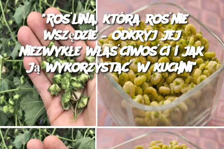 “Roślina, która rośnie wszędzie – odkryj jej niezwykłe właściwości i jak ją wykorzystać w kuchni”