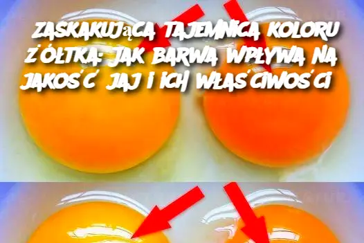 Zaskakująca tajemnica koloru żółtka: Jak barwa wpływa na jakość jaj i ich właściwości?
