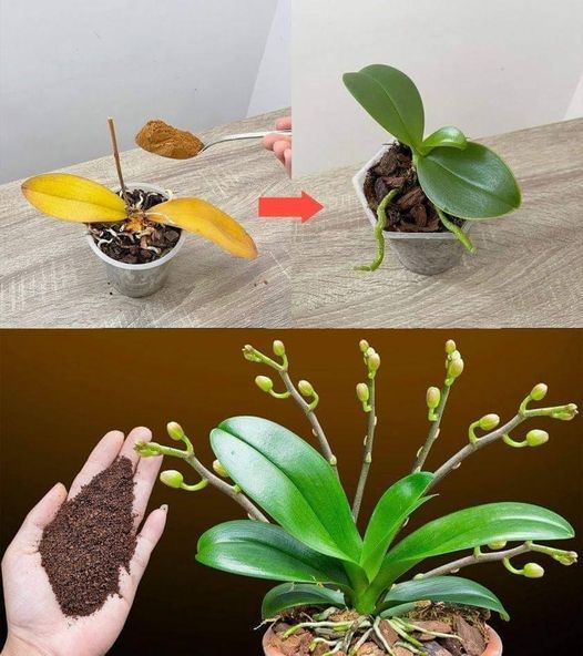 Wystarczy łyżeczka i nagle orchidea w cudowny sposób rozkwitnie wieloma kwiatami.