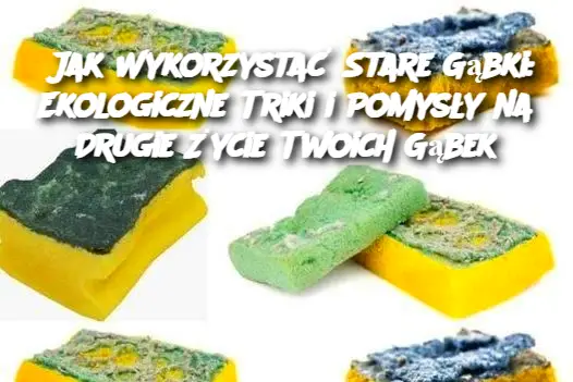 Jak Wykorzystać Stare Gąbki: Ekologiczne Triki i Pomysły na Drugie Życie Twoich Gąbek