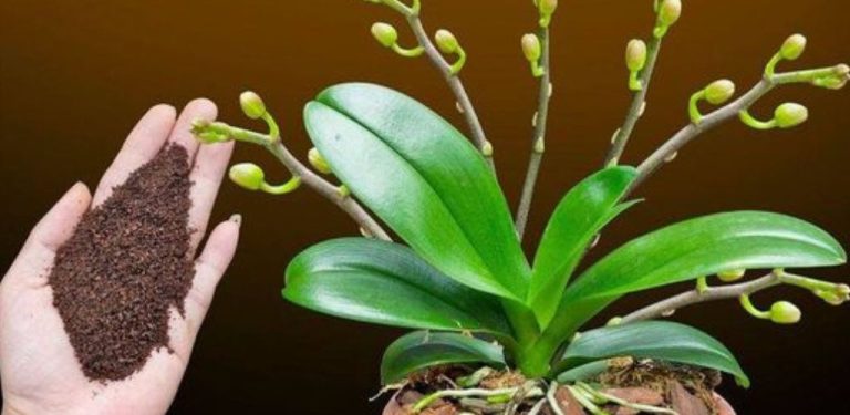 Wystarczy łyżeczka i nagle orchidea w cudowny sposób rozkwitnie wieloma kwiatami.