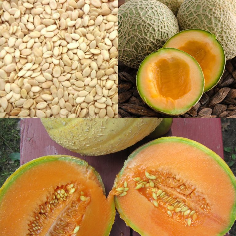 Odkryj ukrytą moc nasion melona: naturalny środek na stany zapalne, zdrowie nerek i nie tylko