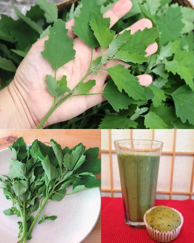 Ćwiartki jagnięce/dziki szpinak: niedoceniany superfood o maksymalnych korzyściach zdrowotnych