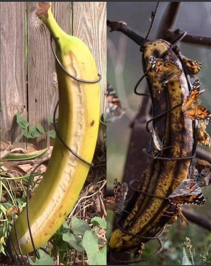 Tytuł: Odkrywanie korzyści z zawieszenia przejrzałego banana w ogrodzie