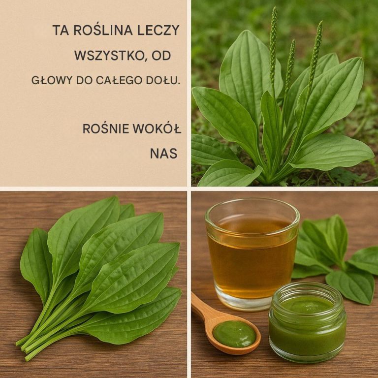 TA ROŚLINA LECZY WSZYSTKO od stóp do głów. Rośnie wszędzie wokół nas