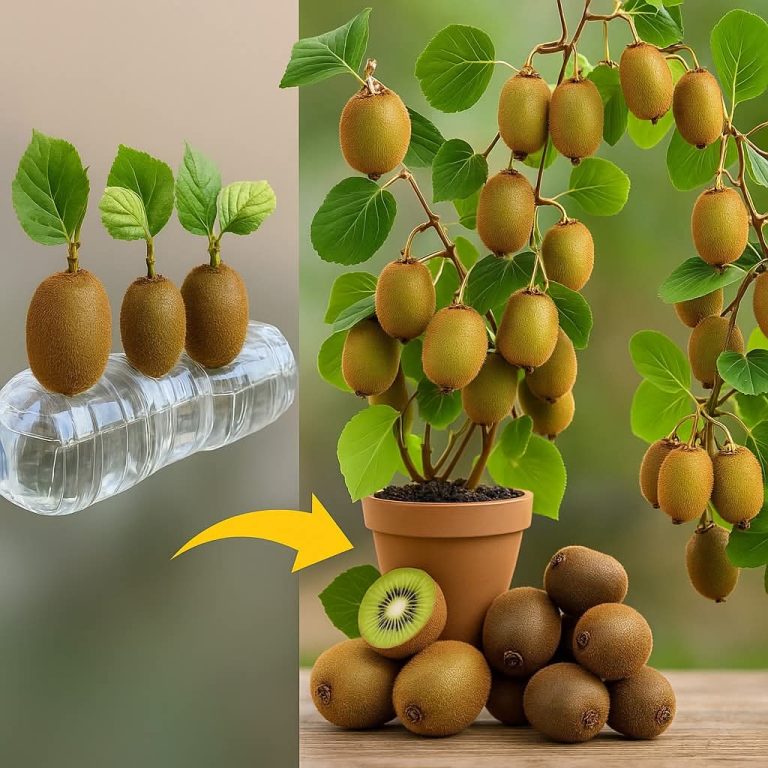 Jak wyhodować kiwi z nasion. Uprawa kiwi w domu.