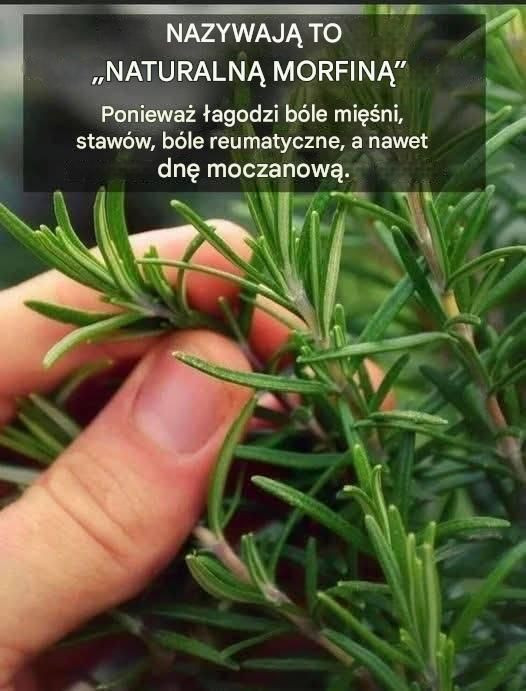 Czy można naturalnie poprawić pamięć