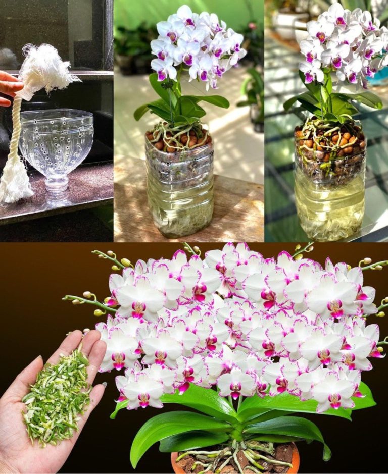 Naturalna Siła Dla Orchidei: Stwórz Domowy Nawóz, Który Pobudzi Ich Kwitnienie!