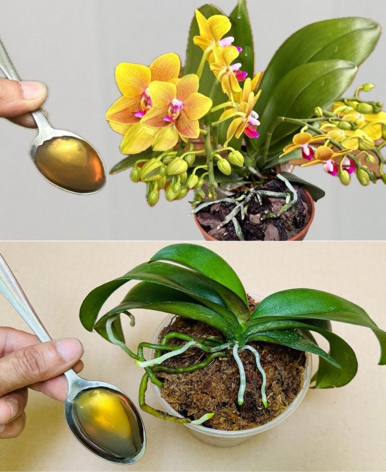 Ożywienie Orchidei: 4 Proste Kroki, Które Przywrócą Blask Twojej Roślinie!