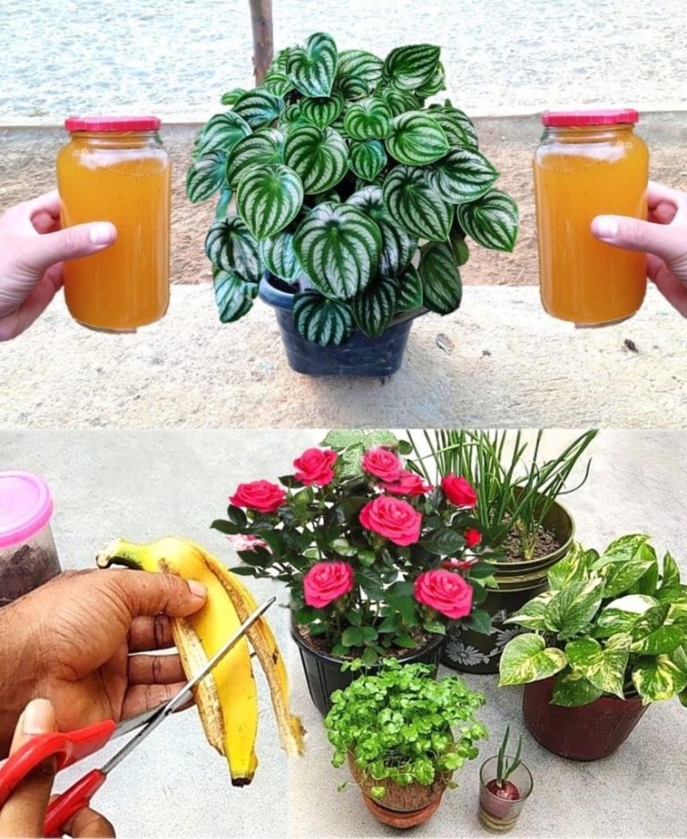 Rośliny Doniczkowe Zasilane Naturalnym Nawozem z Bananów: Jak Skórka Bananowa Pomaga Wzrostowi Twoich Roślin