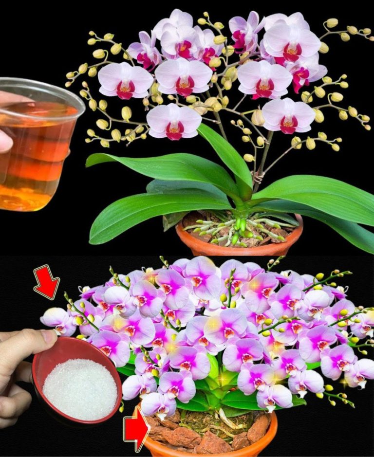 Sekrety Niezwykłej Pielęgnacji Orchidei: Jak Sprawić, by Twoje Kwiaty Kwitły Cały Rok
