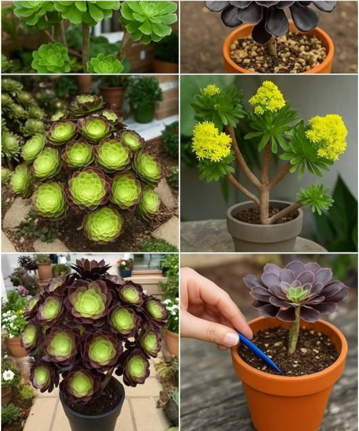 Aeonium: Królowa Dramatu Sukulentów, Która Nienawidzi Suszy!