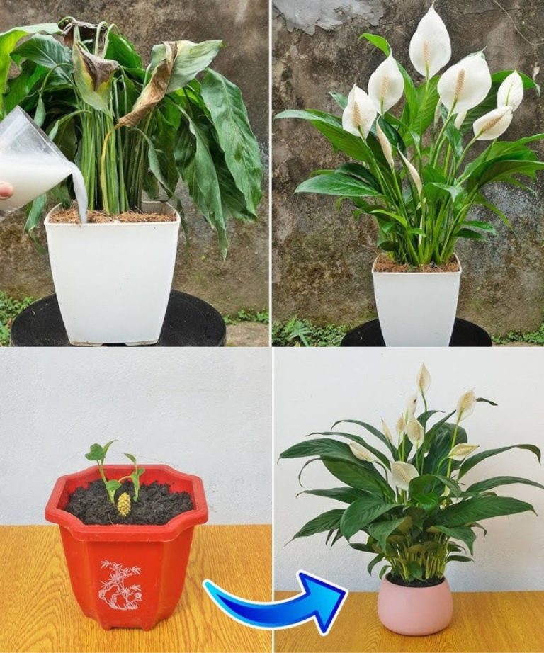 Magiczny Ryż: Przepis na Kwiatową Ekstazę z Lopatkovcem (Spathiphyllum)