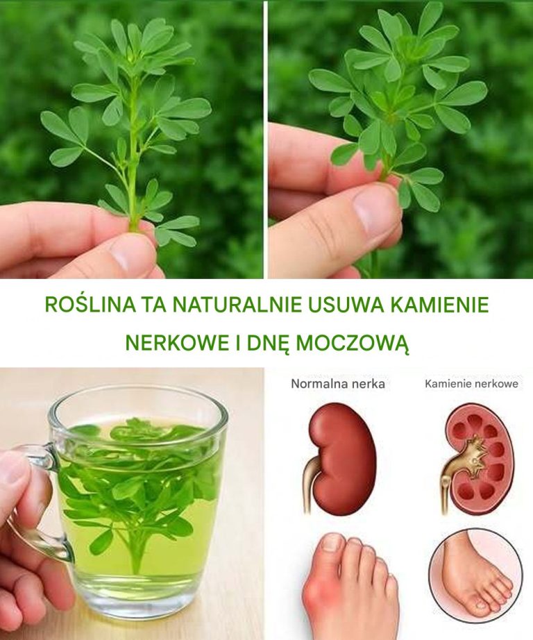 Odkryj naturalne korzyści lucerny w leczeniu kamieni nerkowych i dny moczanowej