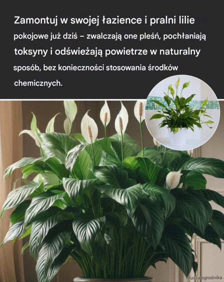 Jak uprawiać i pielęgnować lilie pokojowe w pomieszczeniach