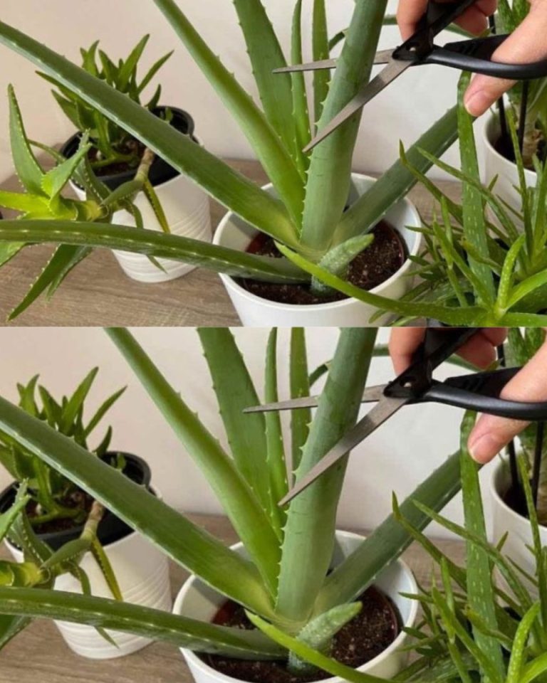 8 typowych błędów w pielęgnacji roślin Aloe Vera