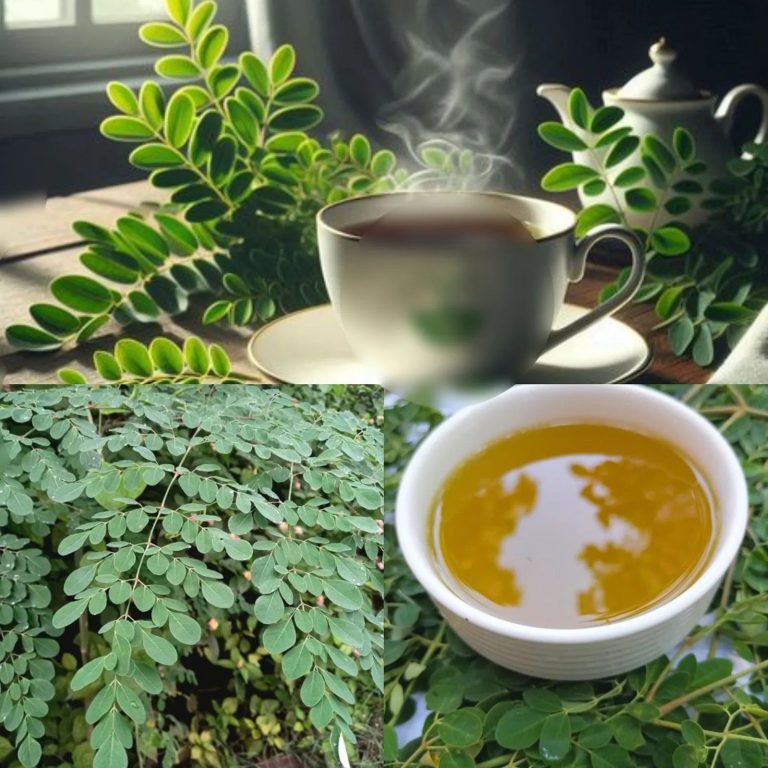 Jak przygotować herbatę moringa w domu