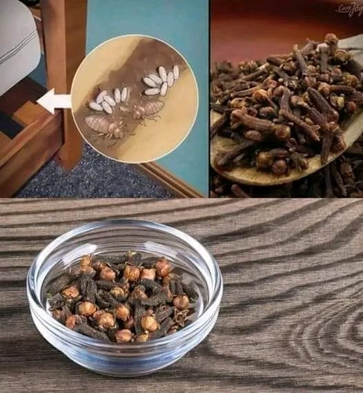 Mocna mieszanka z goździkami do eliminowania pluskiew