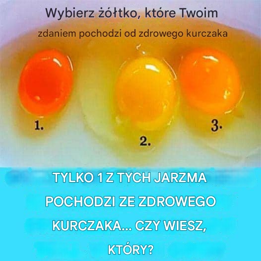 które jajko pochodzi od zdrowej kury?