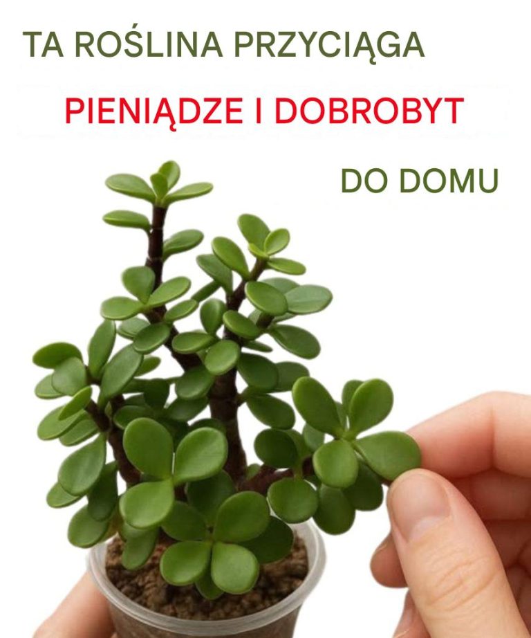 Wiele osób hoduje „drzewo pieniędzy” w domu. Oto jednak, co niewiele osób wie o tej roślinie.