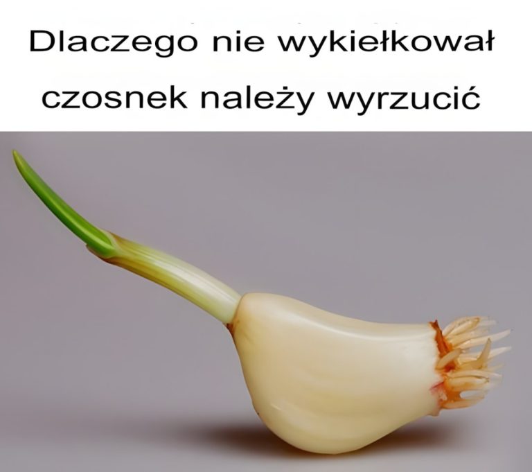 Dlaczego nigdy nie należy wyrzucać kiełkującego czosnku
