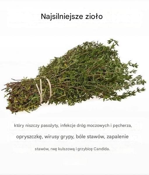Najsilniejsze zioło niszczy pasożyty, infekcje dróg moczowych i pęcherza, wirusy opryszczki i grypy