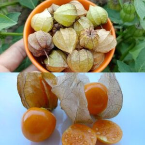 Roślina Physalis, znana również jako Canapum lub Canapu, jest często określana jako ukryty skarb w medycynie naturalnej ze względu na jej liczne korzyści zdrowotne