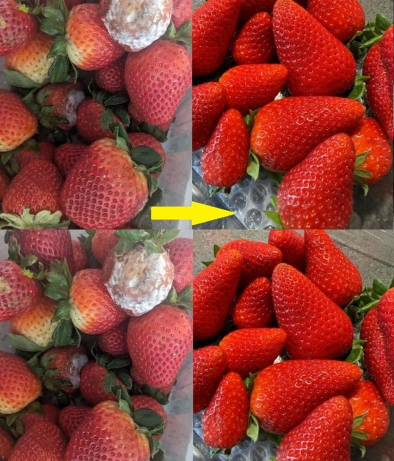 Jak zachowaćświeżość truskawek na dłużej: koniec z rozmiękłymi truskawkami!