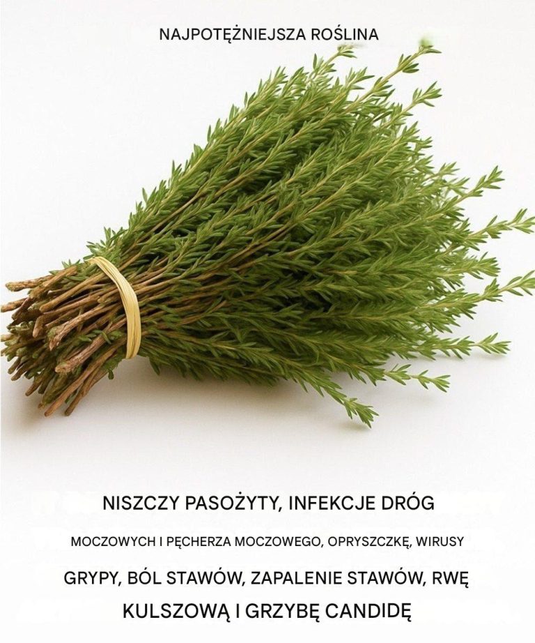 Jest to jedna z najpotężniejszych roślin na świecie