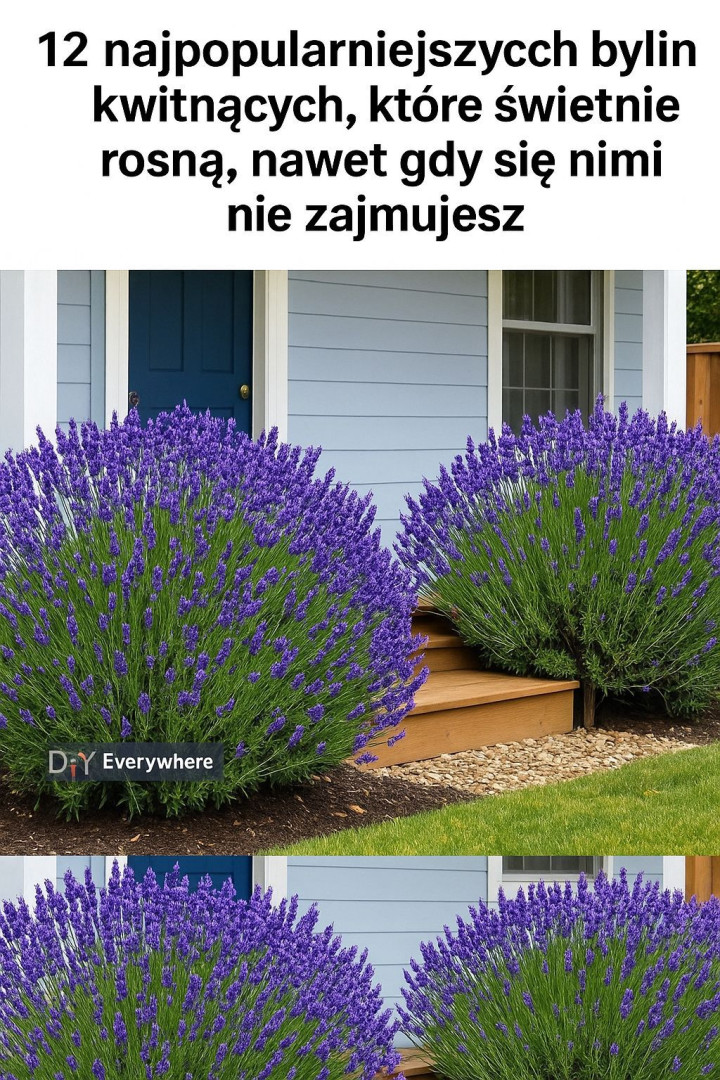12 najpiękniejszych bylin do ogrodu: odporne, łatwe w uprawie i przyciągające zapylacze