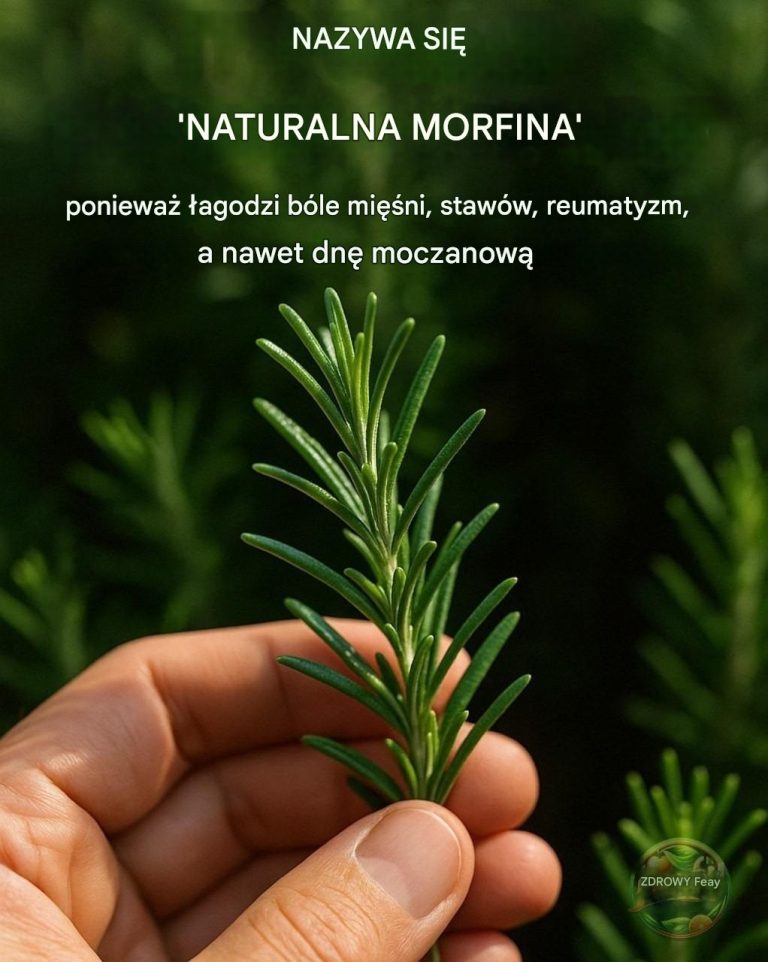 Odkryj moc rozmarynu: „naturalna morfina” w Twoim domu