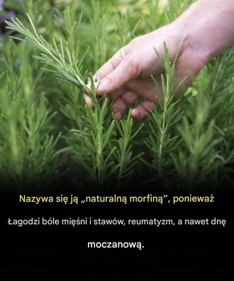 Korzyści z rozmarynu dla seniorów: naturalna pomoc w zdrowym starzeniu się
