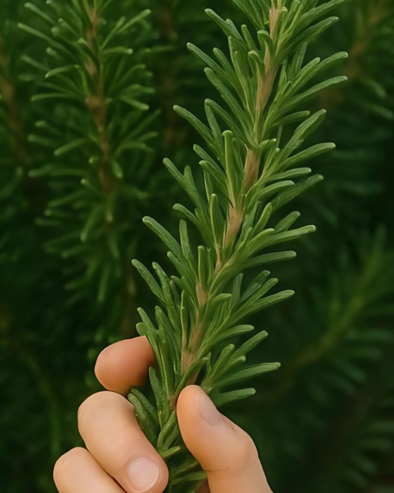 Jak alkohol rozmarynowy może być Twoim sprzymierzeńcem w walce z cellulitem, żylakami, dną moczanową i bólem mięśni: kompletny przewodnik