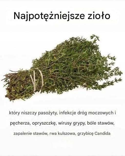 NAJSILNIEJSZE ZIOŁO, KTÓRE NISZCZY PASOŻYTY, ZAKAŻENIA DRÓG MOCZOWYCH I PĘCHERZA, WIRUSY OPRYSZCZKI I GRYPY Pełny artykuł