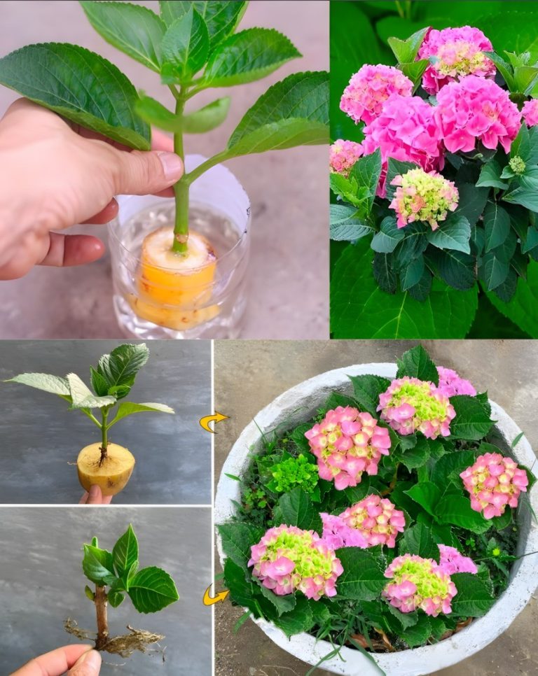 Jak uprawiać hortensje w glebie przy użyciu sadzonek łodygowych: kompletny przewodnik